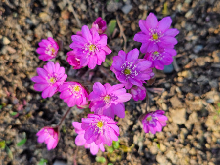 Hepatica nobilis ´Anička Pink´